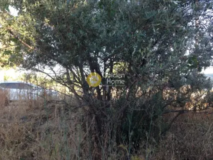 Professional Plot 5000m<sup>2</sup> for sale photo 2216678