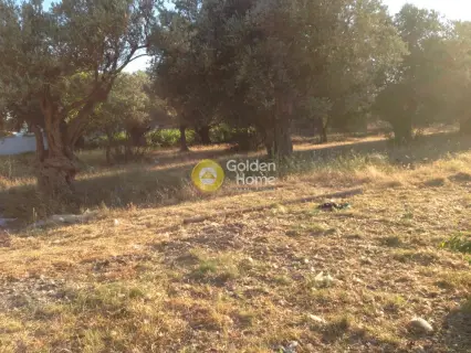 Professional Plot 5000m<sup>2</sup> for sale photo 2216669