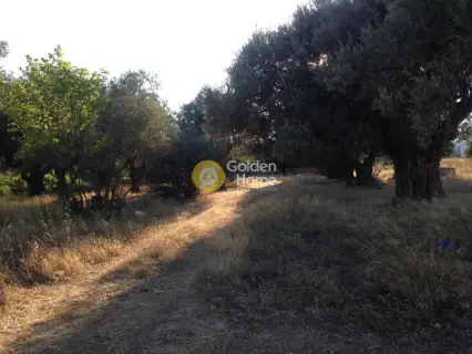Professional Plot 5000m<sup>2</sup> for sale photo 2216672