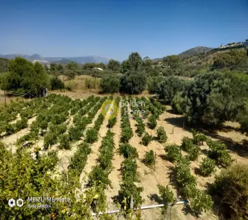 Αγροτεμάχιο 8500τ.μ. προς πώληση φωτογραφία 2249626