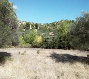 Επαγγελ. Οικόπεδο 6517τ.μ. προς ενοικίαση φωτογραφία 2315761