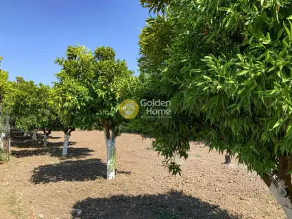 Golden Home Property Image