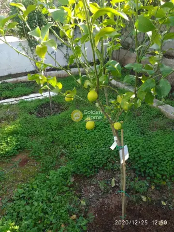 Golden Home Property Image