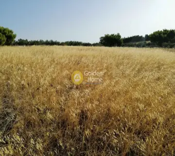 Αγροτεμάχιο 18939τ.μ. προς πώληση φωτογραφία 4411320