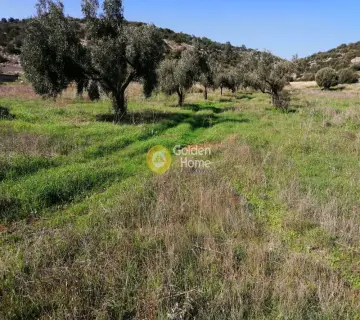 Αγροτεμάχιο 2500τ.μ. προς ενοικίαση φωτογραφία 2401560