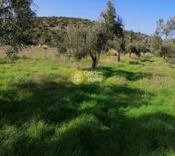 Αγροτεμάχιο 2500τ.μ. προς ενοικίαση φωτογραφία 2401561