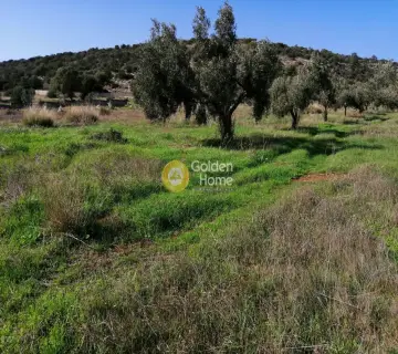 Αγροτεμάχιο 2500τ.μ. προς ενοικίαση φωτογραφία 2401563