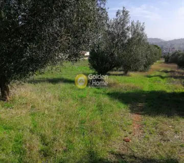 Αγροτεμάχιο 2500τ.μ. προς ενοικίαση φωτογραφία 2401564