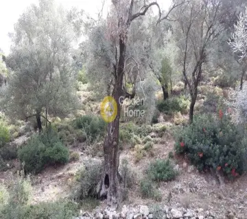 Αγροτεμάχιο 6606τ.μ. προς πώληση φωτογραφία 7