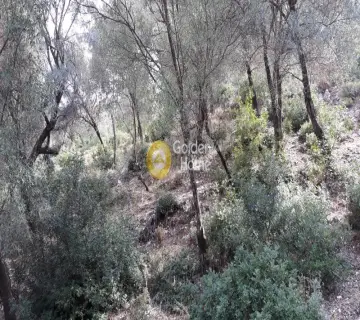 Αγροτεμάχιο 6606τ.μ. προς πώληση φωτογραφία 8