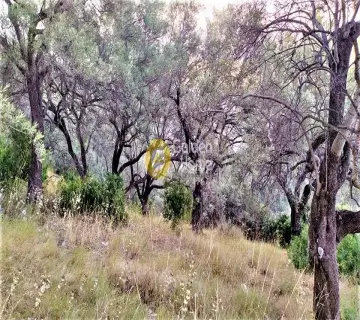 Professional Plot 3300m<sup>2</sup> for sale photo 2403747