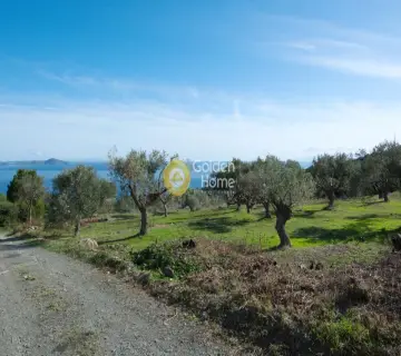 Οικιστικό 9000τ.μ. προς πώληση φωτογραφία 2