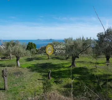 Οικιστικό 9000τ.μ. προς πώληση φωτογραφία 4
