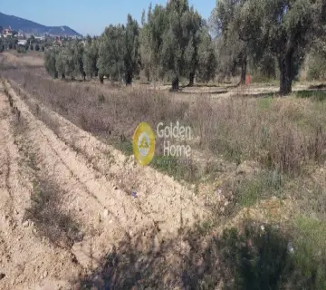 Golden Home Property Image