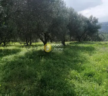 Αγροτεμάχιο 4079τ.μ. προς πώληση φωτογραφία 8