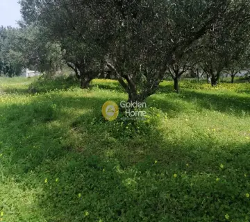 Αγροτεμάχιο 4079τ.μ. προς πώληση φωτογραφία 9