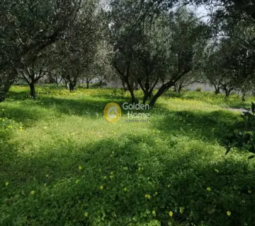 Αγροτεμάχιο 4079τ.μ. προς πώληση φωτογραφία 21