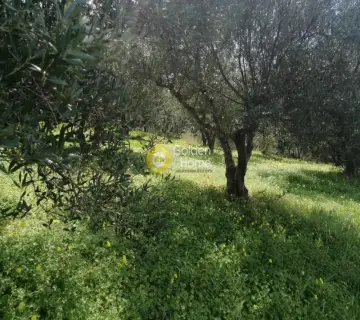 Αγροτεμάχιο 4079τ.μ. προς πώληση φωτογραφία 23