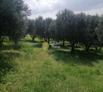 Αγροτεμάχιο 4079τ.μ. προς πώληση φωτογραφία 6