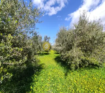 Residential 2004m<sup>2</sup> for sale photo 11