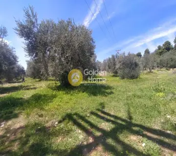 Οικιστικό 3000τ.μ. προς πώληση φωτογραφία 2