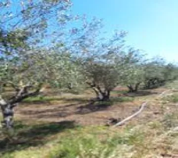 Residential 4500m<sup>2</sup> for sale photo 2