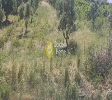 Οικιστικό 1000τ.μ. προς πώληση φωτογραφία 3