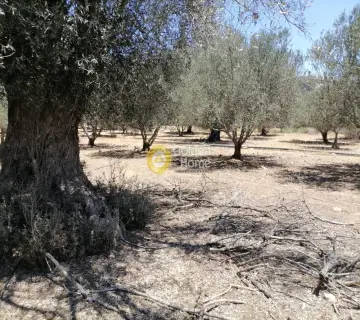 Residential 5000m<sup>2</sup> for sale photo 9