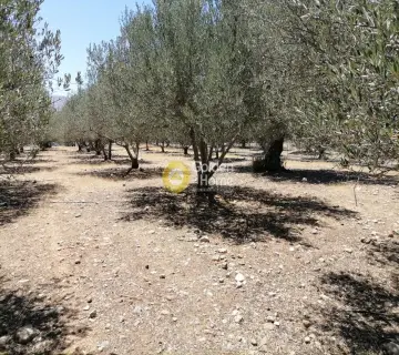 Residential 5000m<sup>2</sup> for sale photo 11