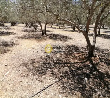 Residential 5000m<sup>2</sup> for sale photo 13