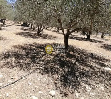 Residential 5000m<sup>2</sup> for sale photo 14