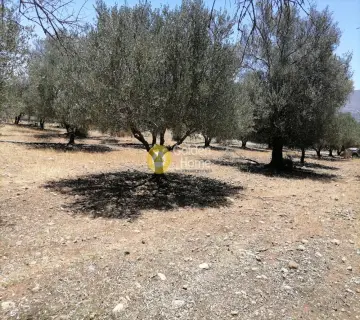 Residential 5000m<sup>2</sup> for sale photo 16
