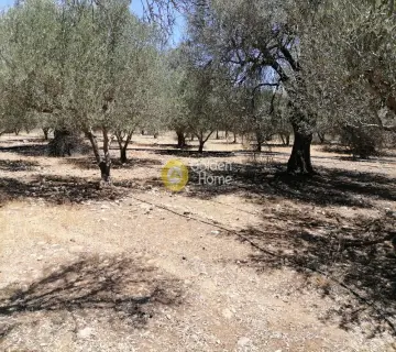Residential 5000m<sup>2</sup> for sale photo 18