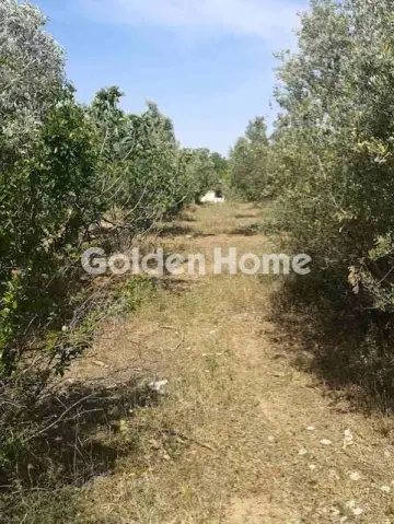 Αγροτεμάχιο 1782τ.μ. προς πώληση φωτογραφία 5