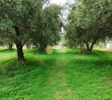 Residential 4500m<sup>2</sup> for sale photo 5
