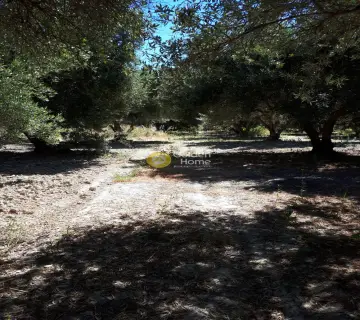 Professional Plot 11500m<sup>2</sup> for sale photo 2