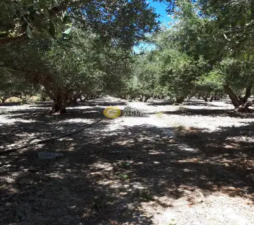 Professional Plot 11500m<sup>2</sup> for sale photo 3