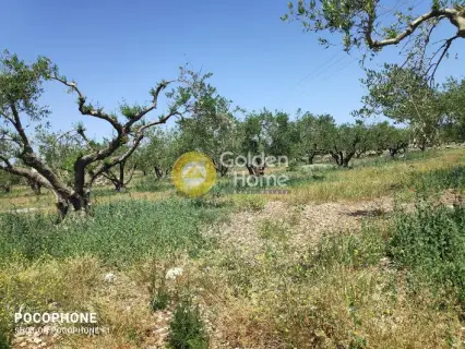 Area 13250m<sup>2</sup> for sale photo 4