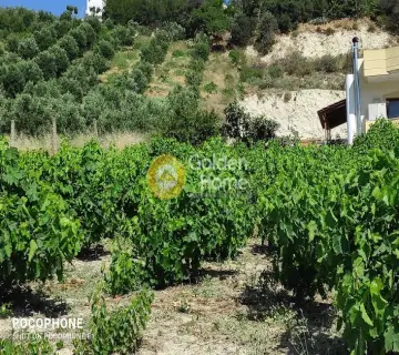 Golden Home Property Image