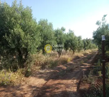 Parcel 5370m<sup>2</sup> for sale photo 4