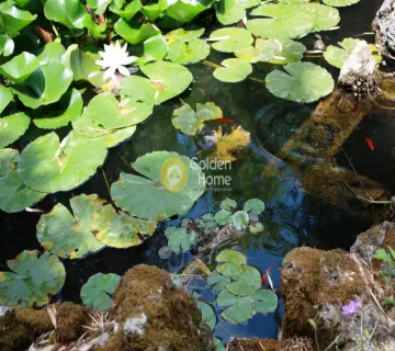 Golden Home Property Image