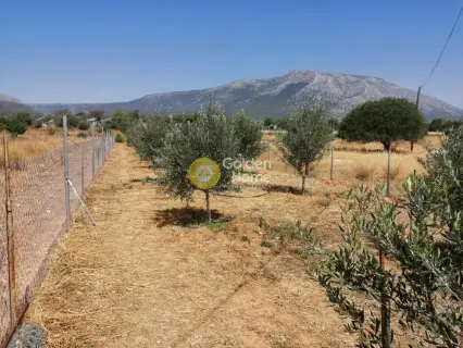 Parcel 1459m<sup>2</sup> for sale photo 3