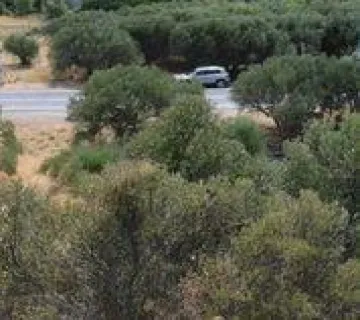 Οικιστικό 4300τ.μ. προς πώληση φωτογραφία 2761804