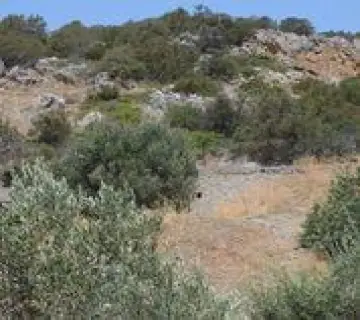 Οικιστικό 4300τ.μ. προς πώληση φωτογραφία 2761805