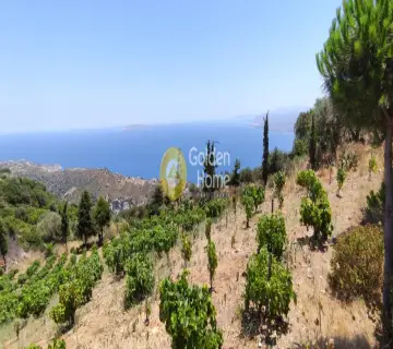 Golden Home Property Image