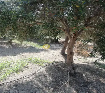 Residential 2000m<sup>2</sup> for sale photo 9