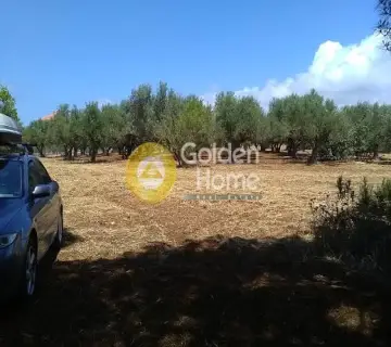 Professional Plot 13000m<sup>2</sup> for sale photo 2713460