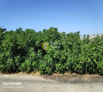 Έκταση 2500τ.μ. προς πώληση φωτογραφία 3