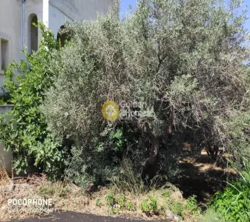 Έκταση 2500τ.μ. προς πώληση φωτογραφία 6
