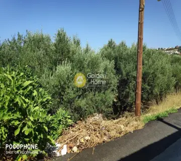 Έκταση 2500τ.μ. προς πώληση φωτογραφία 8